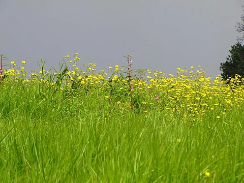 Representative Image | Pic: Flickr
