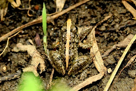 Newly discovered frog species named after renowned plant geneticist