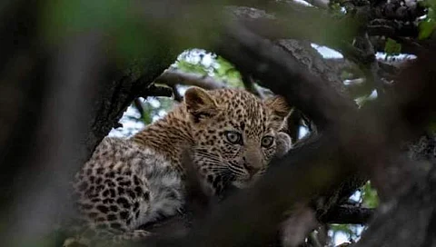 Four teenagers in Nagaland's Tening village rescue two 'vulnerable' leopard cubs 