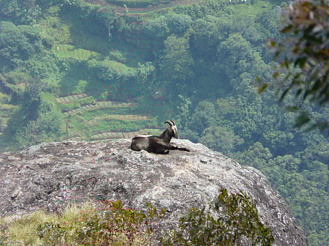 Call of the hills: WWF India's comic book on the Nilgiri tahr is as eye-pleasing as it is informative