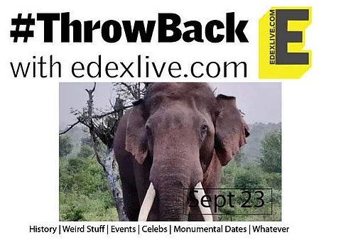 Elephants | (Pic: Express)