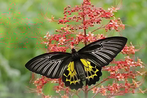 Southern birdwing butterfly | (Pic: Sammilan Shetty)