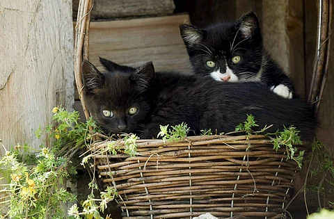 Animal Feeding Spots to be set up at JMI to provide fresh food to cats and dogs on campus | Representative Image | Pic: Express