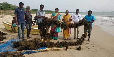The zoology department of VOC college harvesting seaweeds from Kovalam beach | Express