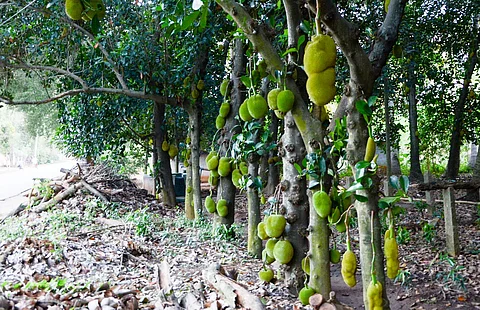 File photo of jackfruit | (Pic: Express)