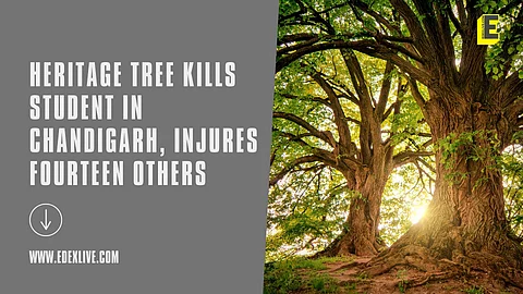 Students injured by a heritage tree in Chandigarh | (Pic: Edexlive)