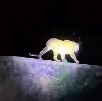 Screengrab of the leopard allegedly spotted at Bangalore University | Pic: Instagram