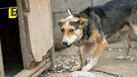 Outrage as video of dog being brutally killed on college grounds in Udupi district goes viral