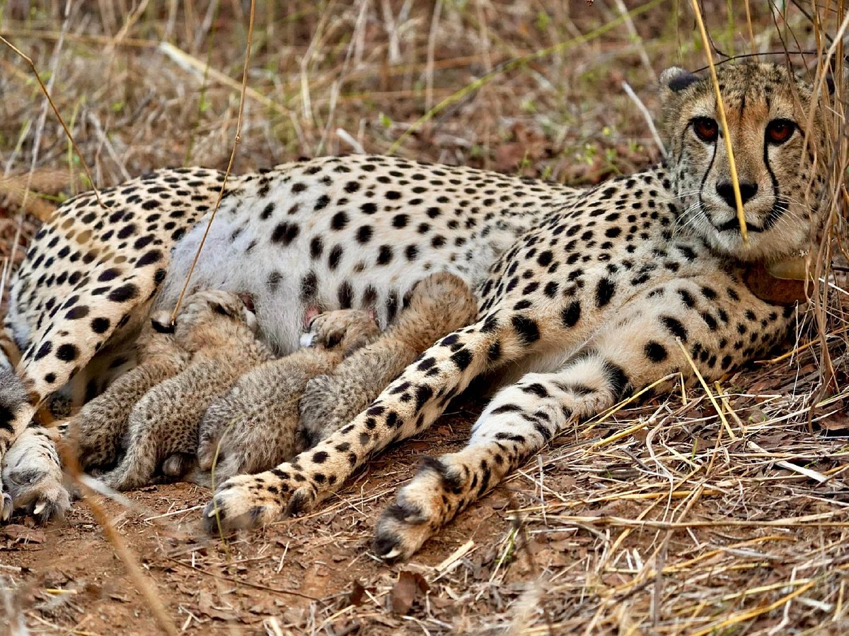 Conservation boost at Kuno as Gamini delivers fourth cub