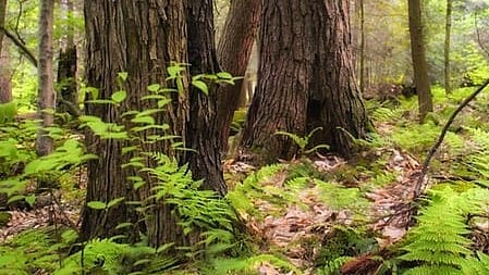 Tamil Nadu gov't encourages tree cultivation on farms