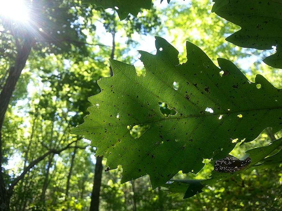 Research suggests that for trees, carbs are key to surviving insect ...